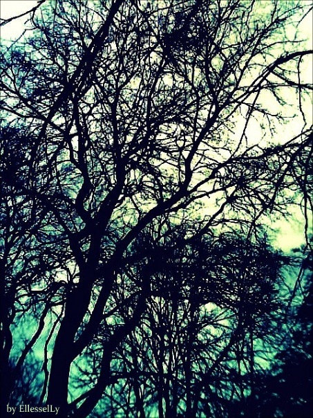 Фото жизнь (light) - EllesselLy - корневой каталог - Небо. Дерево. Весна.