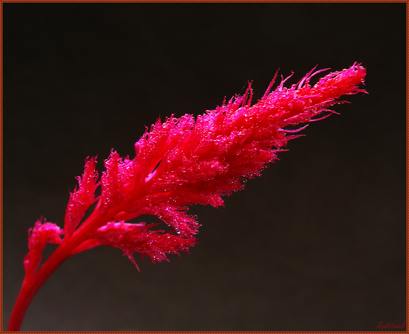 Фото жизнь (light) - spwand - Цветы  - Целлозия перистая - Celosia plumosa