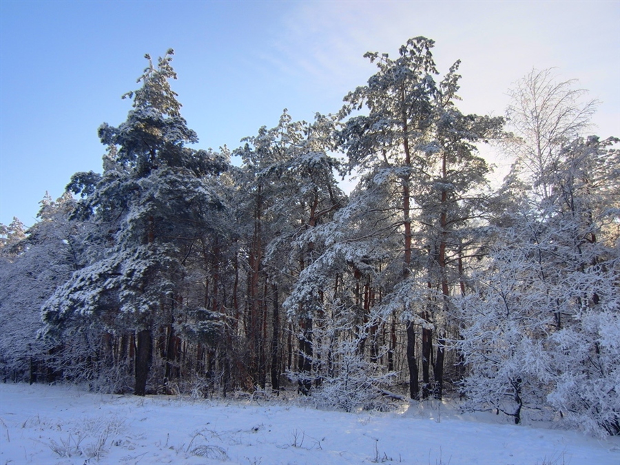 Фото жизнь