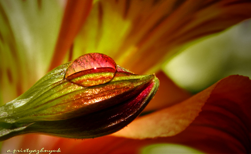 Фото жизнь (light) - Андрей Пристяжнюк - корневой каталог - Тот же самый цветок! как много можно увидеть!!!