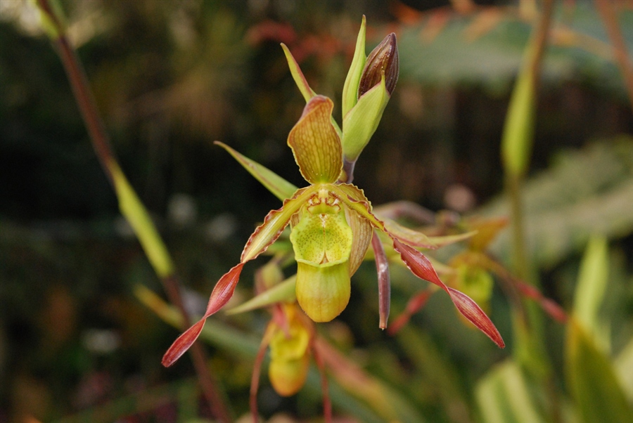 просто орхидеи