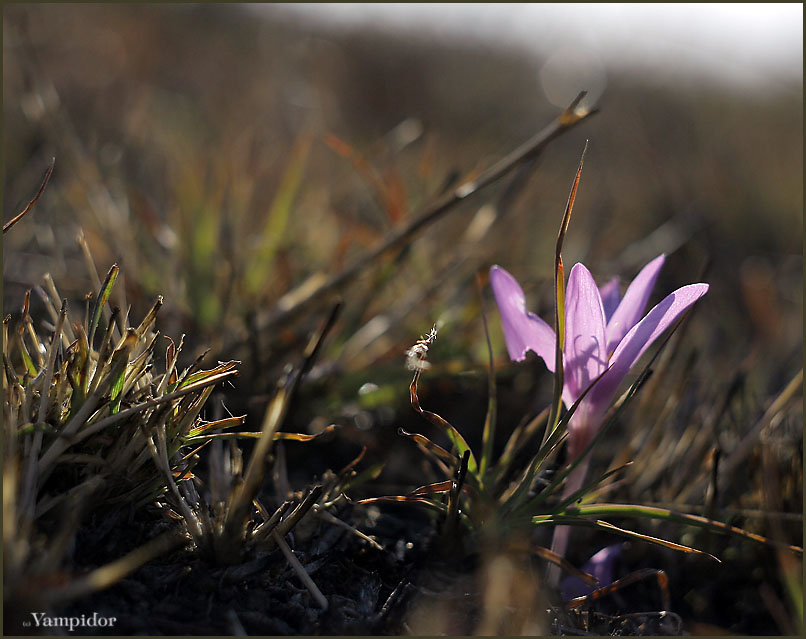 Фото жизнь (light) - Anahit - Зеленокумск - цветение холмов
