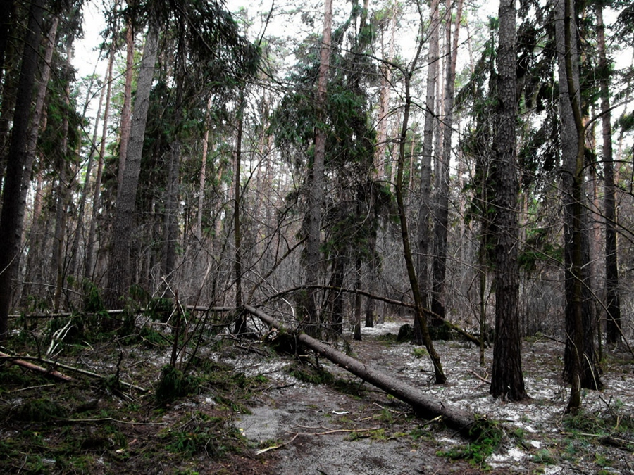 Жуковский лес