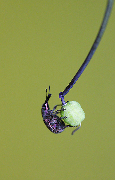 Фото жизнь (light) - Татьяна Петрова - Кто не спрятался -  	... и крылатые качели начинают свой разбег!