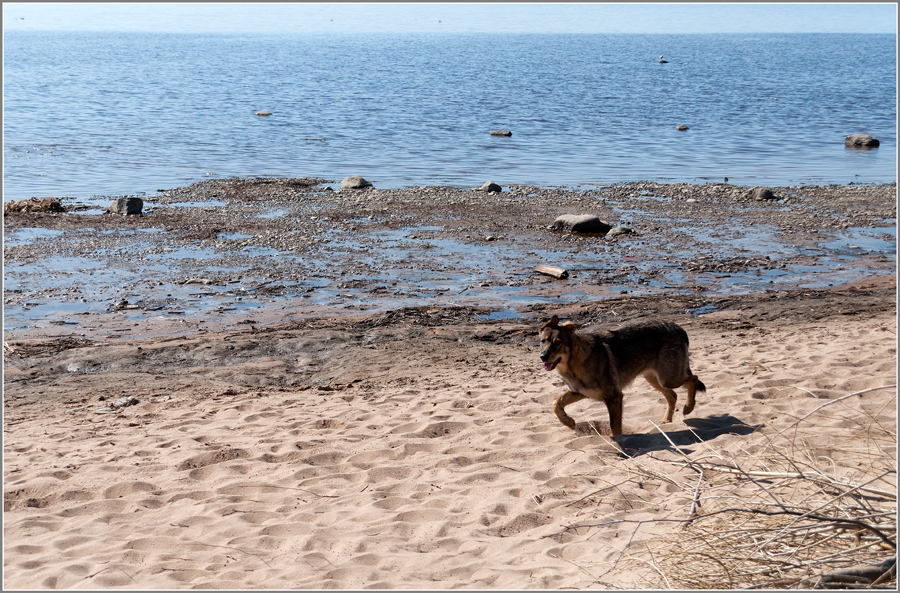 Фото жизнь - Владимир Пальчик - Пикник на Финском заливе - Морской волк