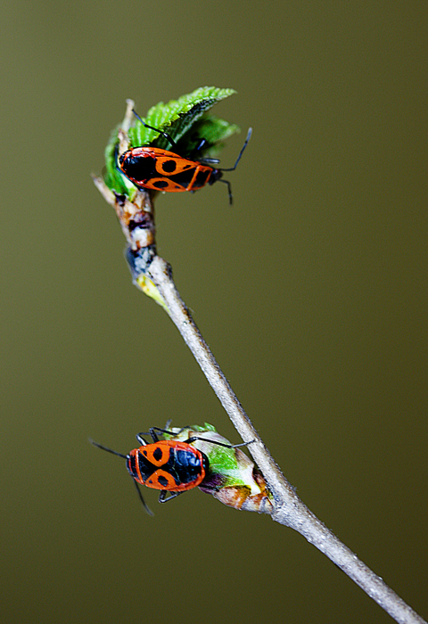 Фото жизнь (light) - Татьяна Петрова - Кто не спрятался - *
