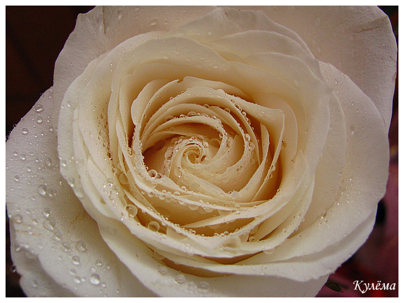 Фото жизнь (light) - culyoma - Растительность - Белая роза