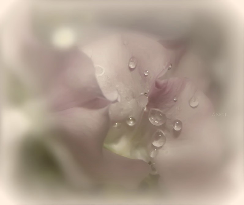Фото жизнь (light) - Angela Wojtowska  -  МАКРО (цветы) - Ванильная нежность...