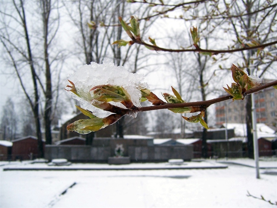 Фото жизнь