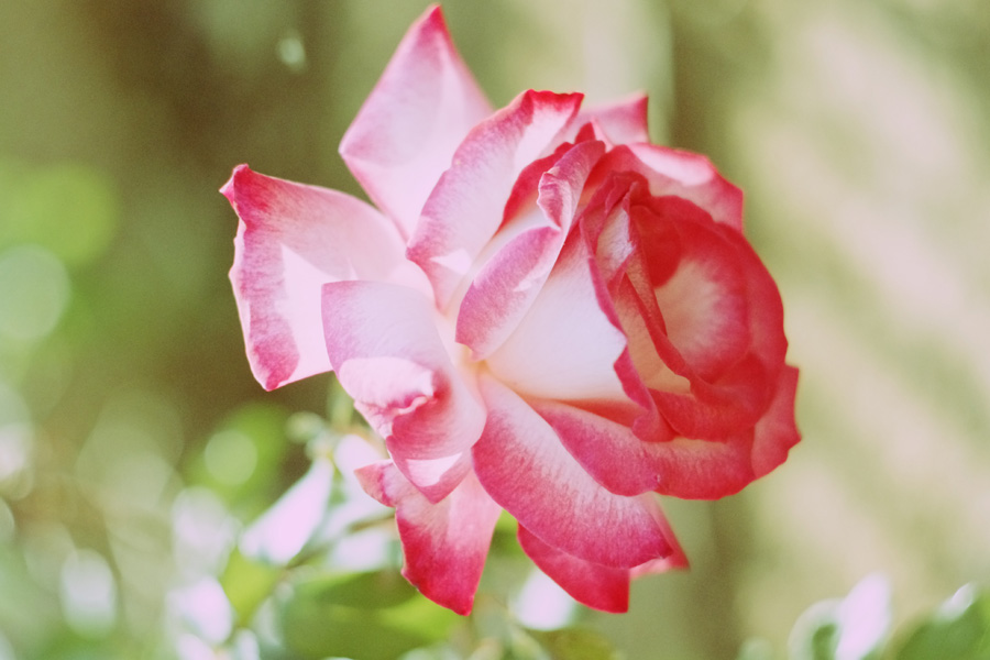 Фото жизнь (light) - Alba Corvus - корневой каталог - Майская роза