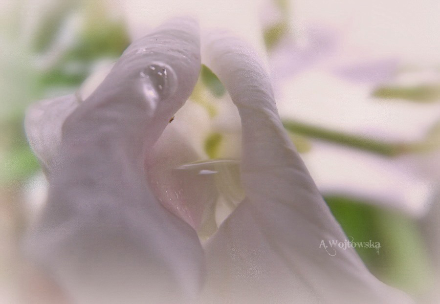 Фото жизнь (light) - Angela Wojtowska  -  МАКРО (цветы) - Вальс цветочных лепестков...
