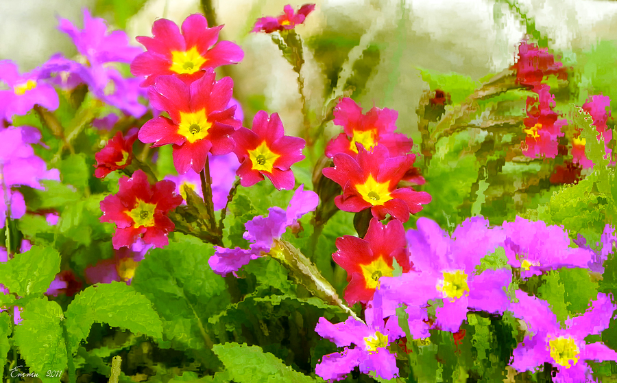 Фото жизнь (light) - emunilkin - Цветы - Примула