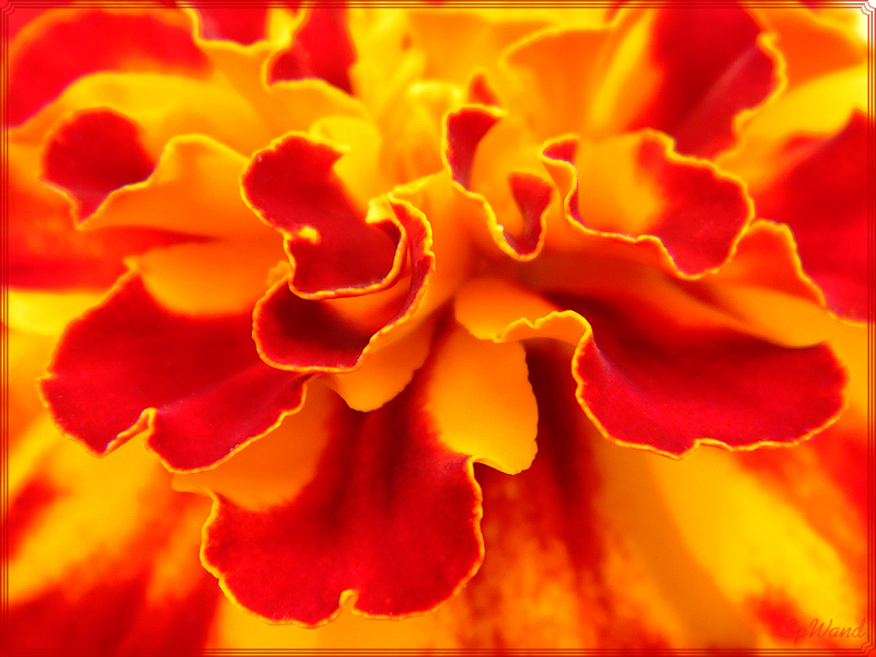 Фото жизнь (light) - spwand - Цветы  - Пламенеющие лепестки