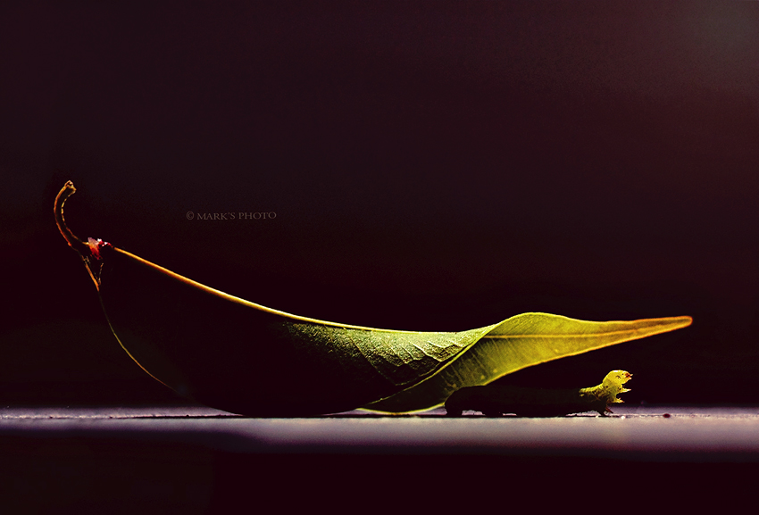 Фото жизнь (light) - Грицай Марк - корневой каталог - Caterpillar and leaf..