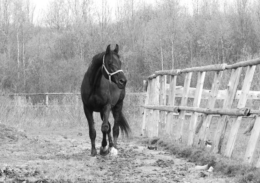 Фото жизнь (light) - Анастасия Дубрава - Одна лошадиная сила - ... дозором обходит владенья свои.