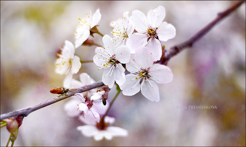 Фото жизнь (light) - PhotoJu - Флора и фауна - Цветущая вишня...