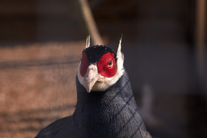 Фото жизнь - Dobritskiy - Парк птиц "Воробьи" - птица