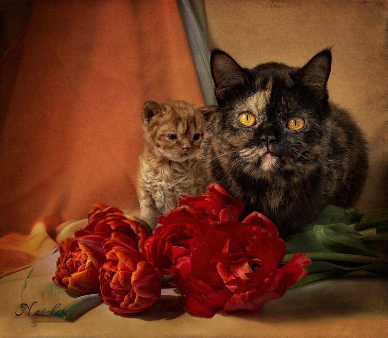 Фото жизнь (light) - Наталья Кузнецова - домашние животные - ~***~ из серии майские котята