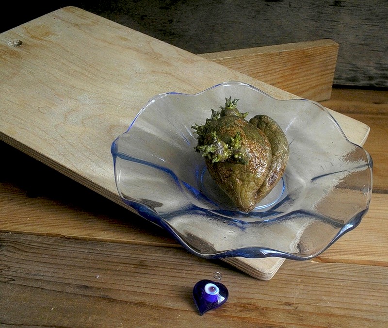 Фото жизнь (light) - TORTILLA - корневой каталог - сердечки с глазками