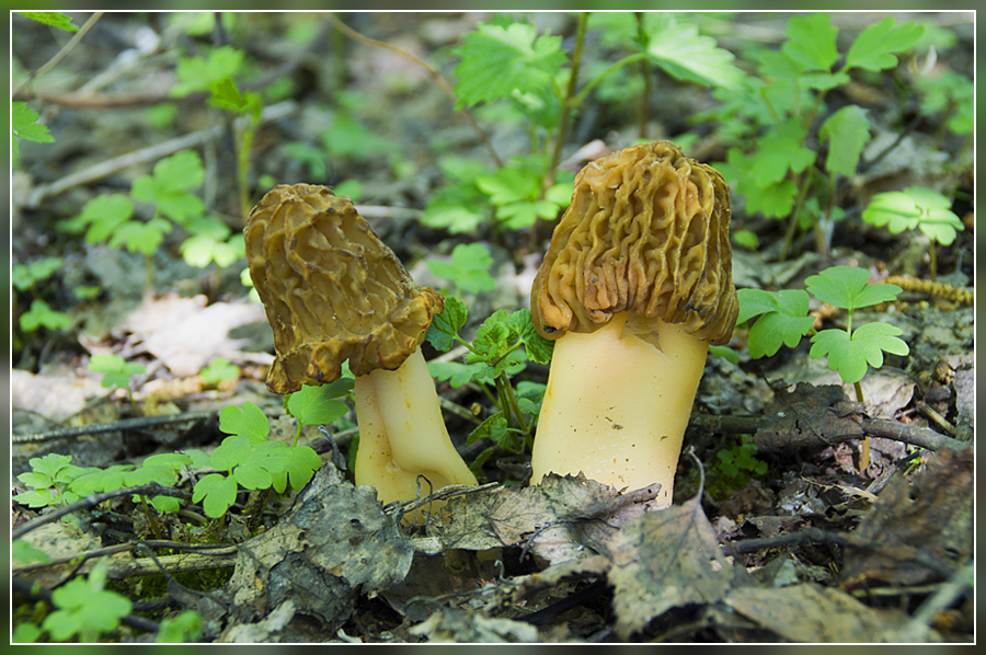 Фото жизнь (light) - Александр Крупский - корневой каталог - Сморчки