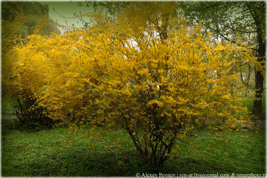 Фото жизнь (light) - Алексей Певнев - корневой каталог - * * *