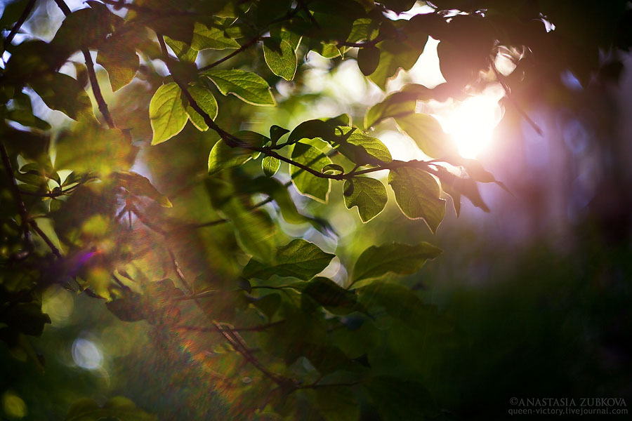 Фото жизнь (light) - queen_victory - корневой каталог - Ощущение счастья