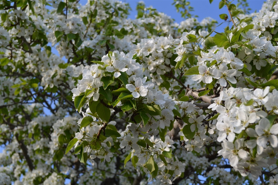 Груша в мае!
