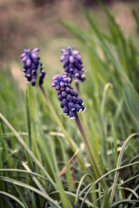 Фото жизнь (light) - Синицына Ольга - цветики - казачок