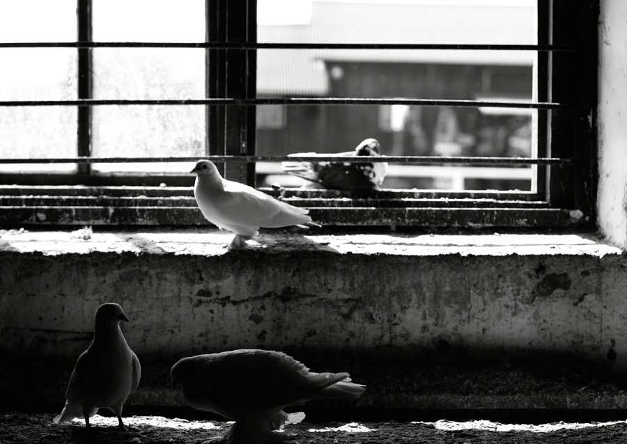 Фото жизнь - olezzo - животные - про голубей