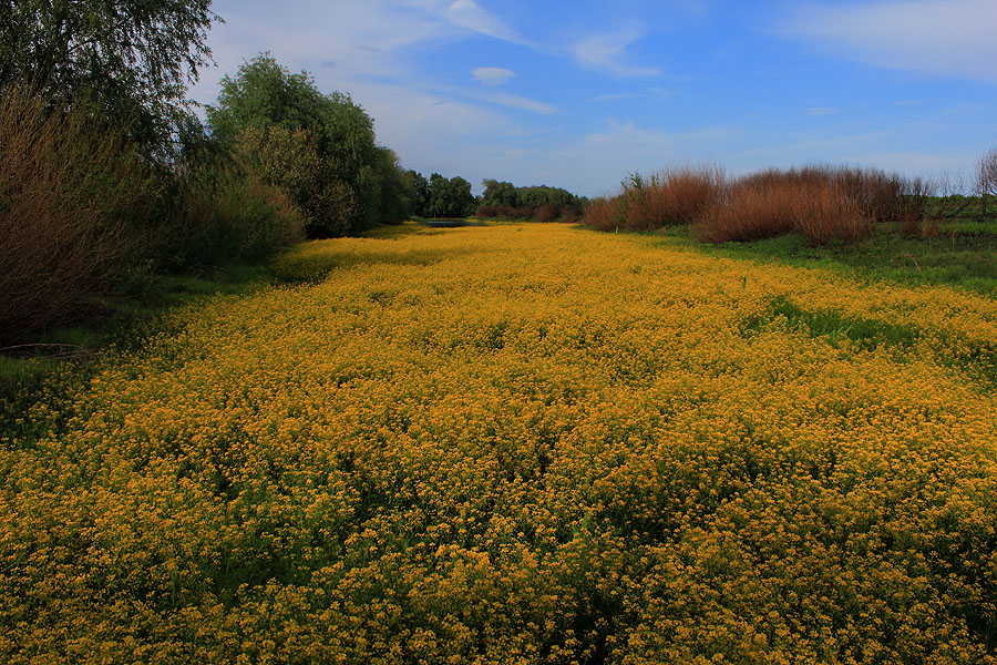 Фото жизнь (light) - владимир козлов - корневой каталог - желтые цветы