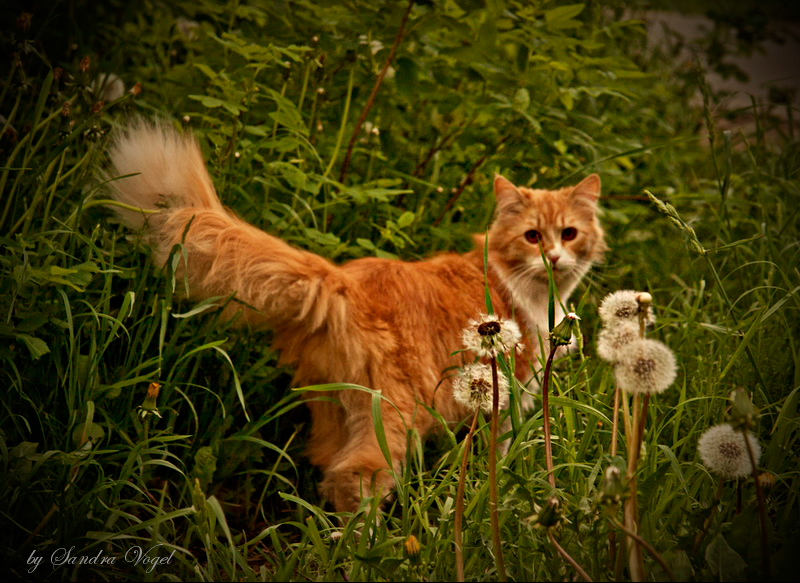 Фото жизнь (light) - dark-angel - Animals - Одуванчиковый