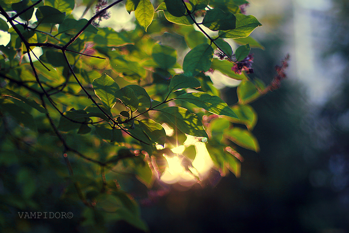Фото жизнь (light) - Anahit - Природное - последний луч весны
