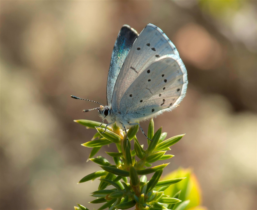 в нежном наряде