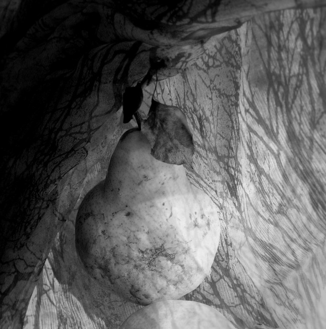 Фото жизнь (light) - Olga Oskina - корневой каталог - 1