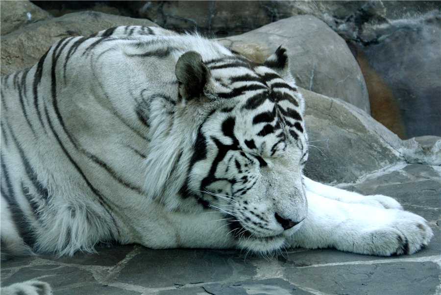 Фото жизнь (light) - _Lesya_ - корневой каталог - тигр