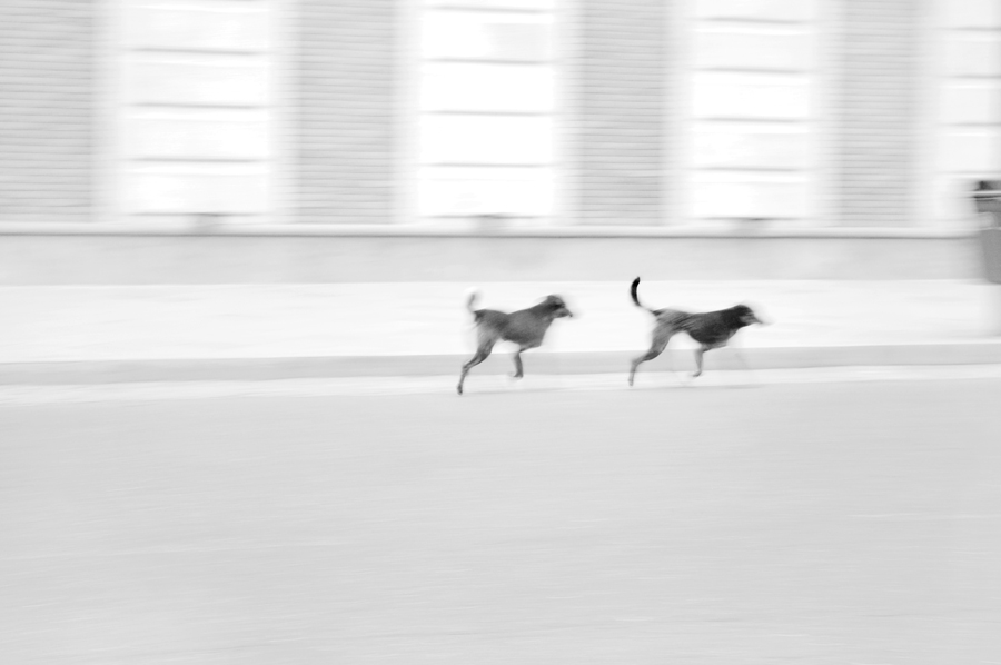 Фото жизнь (light) - Gela Ghatchava - Street Photography - dogs