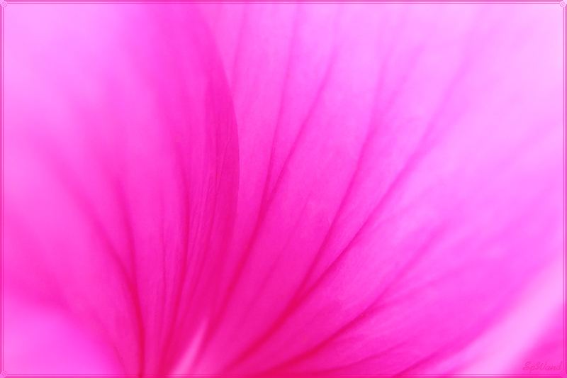 Фото жизнь (light) - spwand - Цветы  - Розовая нежность(1)