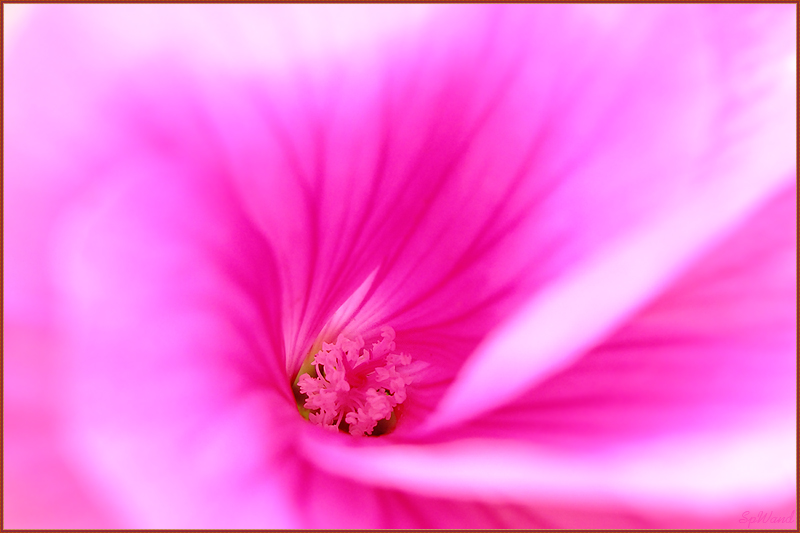 Фото жизнь (light) - spwand - Цветы  - Розовая нежность(2)