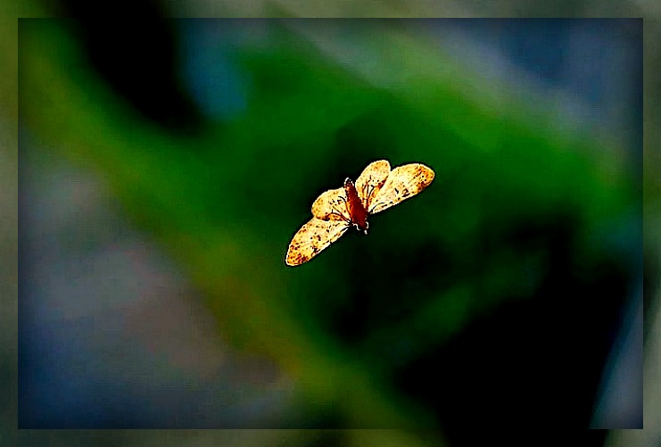 Фото жизнь (light) - Bagatelle - "Живность" - Последний полет мотылька