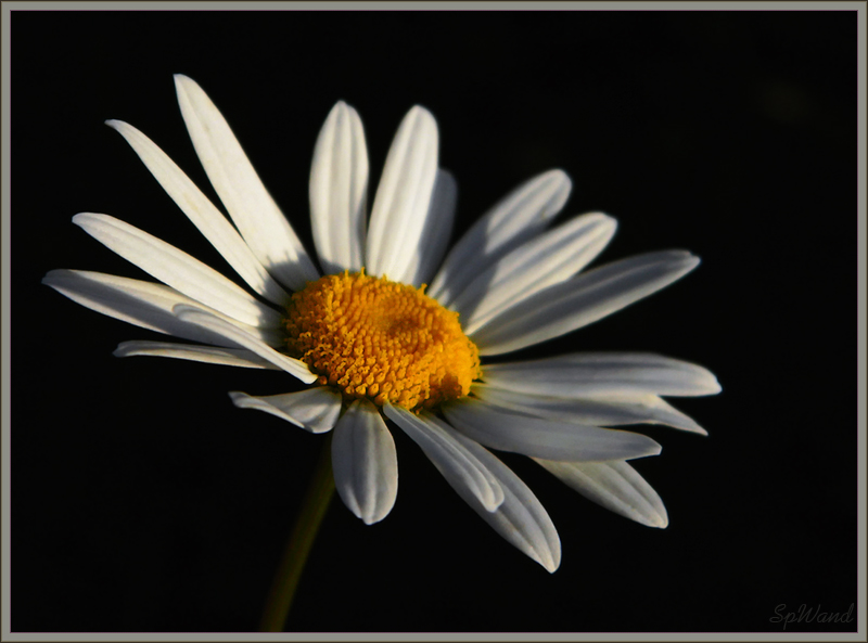 Фото жизнь (light) - spwand - Цветы  - Нивяник - Leucanthemum vulgare