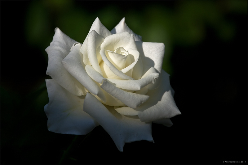 Фото жизнь (light) - Анатолий Ионкин - FlOwErS - * * * 
