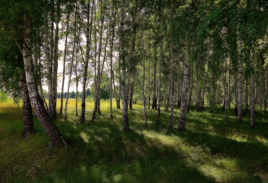 Фото жизнь