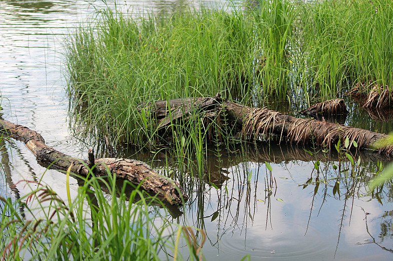 Фото жизнь (light) - AndreySavelyev - корневой каталог - ...