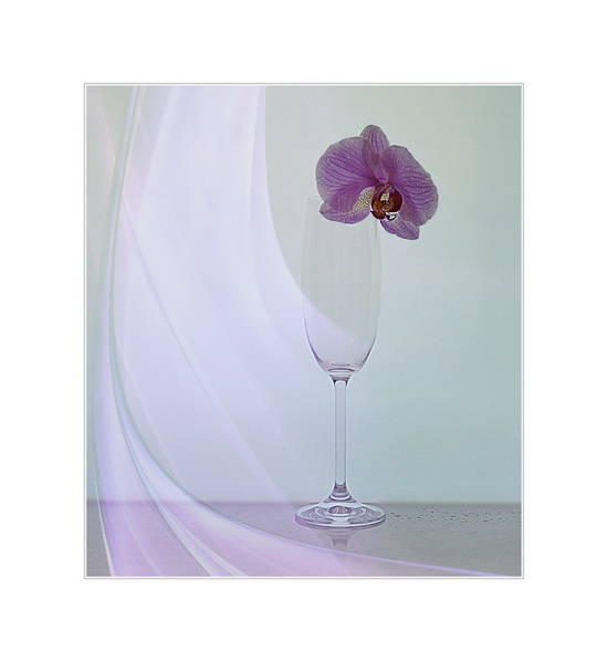 Фото жизнь (light) - Lilliya - корневой каталог - with an orchid...