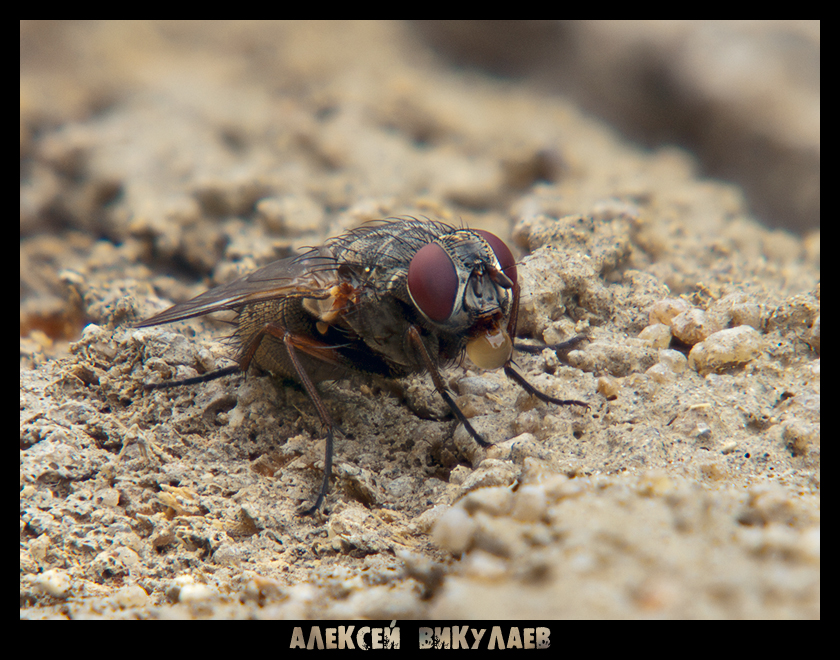 Фото жизнь (light) - Алексей Викулаев - Macro Insects - Пуская пузыри