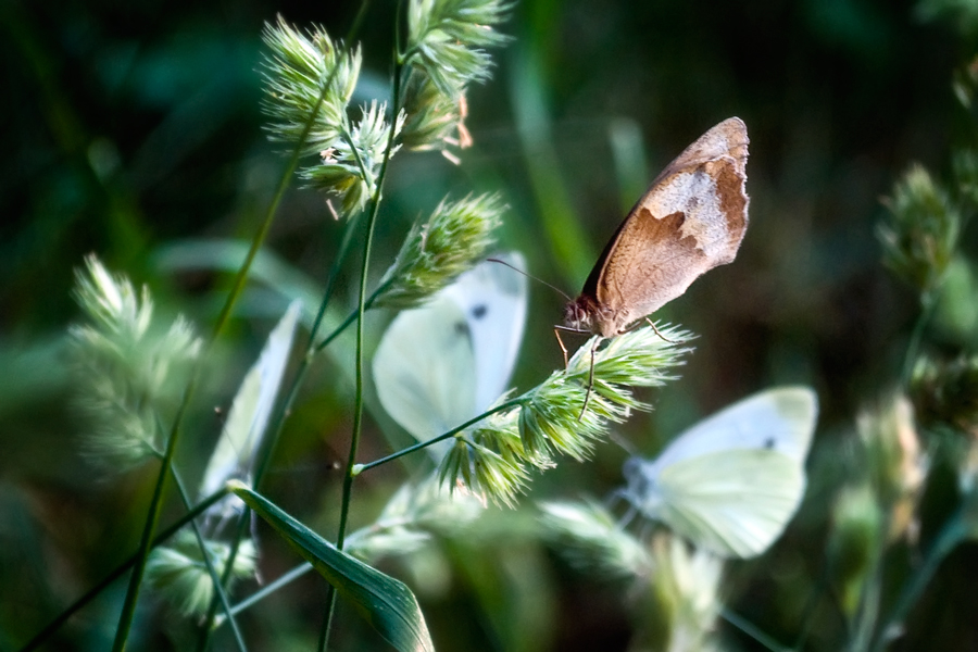 Фото жизнь (light) - Синицына Ольга - макро - жизнь на заднем плане