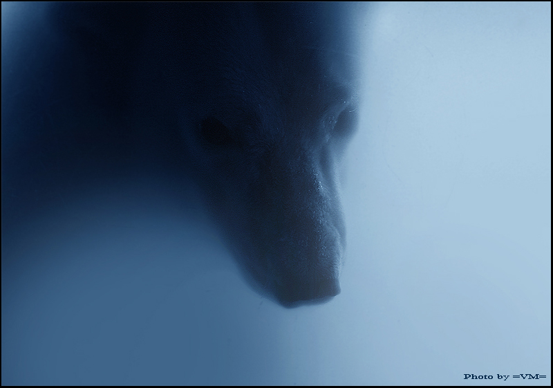 Фото жизнь (light) - Vladimir Meshkov - корневой каталог - White bear under water.