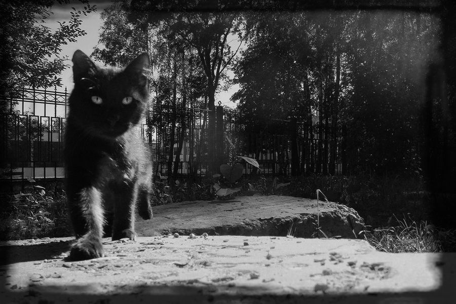 Фото жизнь (light) - Котов Вадим - усы-лапы-хвост)) - тогда мы идём к вам..)