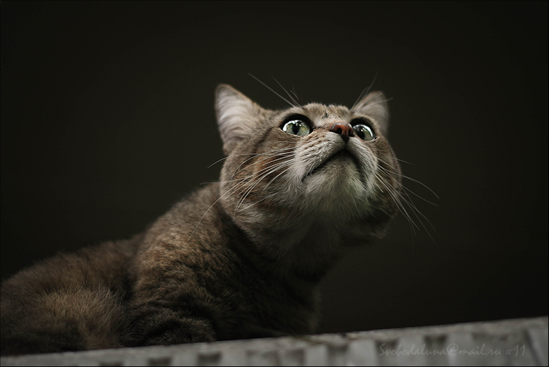 Фото жизнь - Svoboda - корневой каталог - -отпусти меня ,валерьяночка....