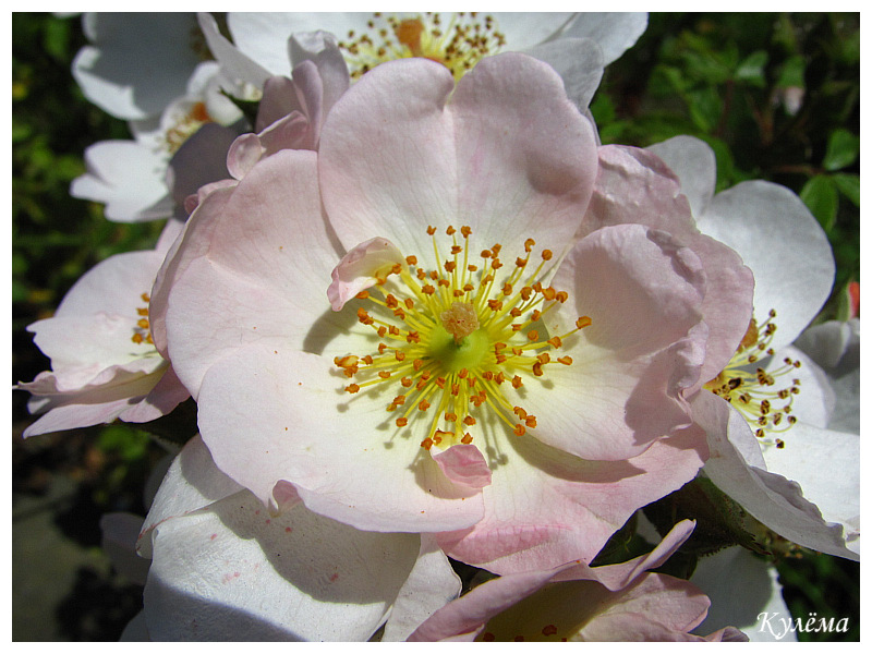 Фото жизнь (light) - culyoma - Растительность - Нежно-розовый цвет